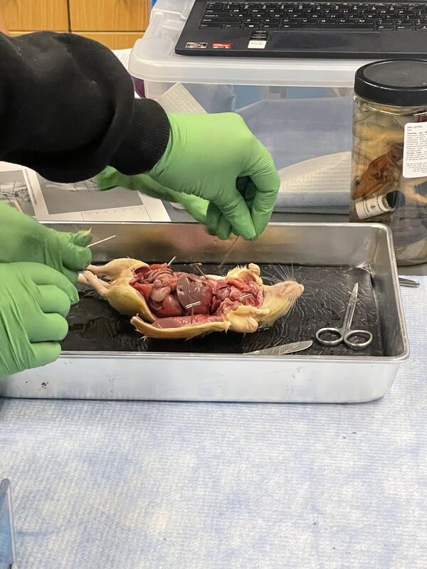 UNC Charlotte biology lab dissection photo